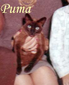 Puma Pet Honoring