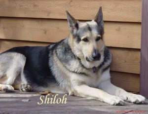 Shiloh Pet Honoring