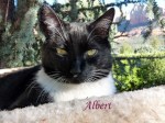 Albert Pet Honoring 2